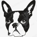 Boston Terrier Dog Svg - Animal Svg